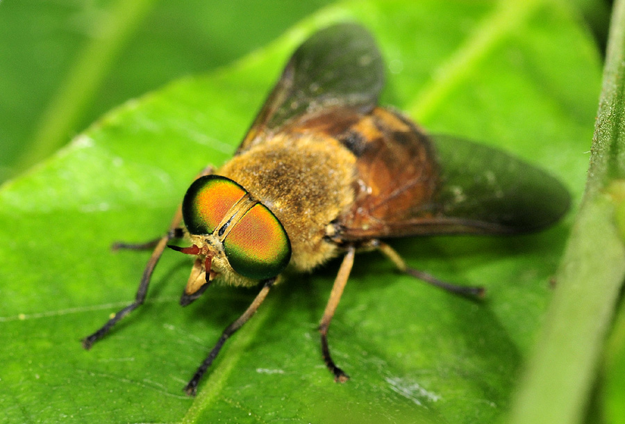 Tabanidae: Philipomyia sp., maschio e femmina
